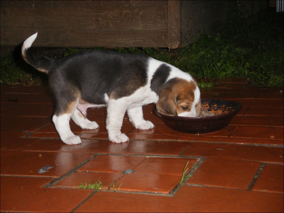 cuccioli amelie-69